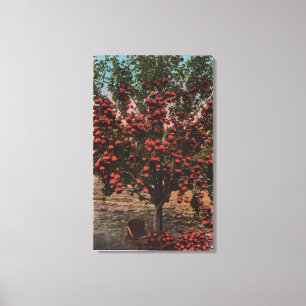 Toile Wenatchee, pommier de vallée de WAA Wenatchee