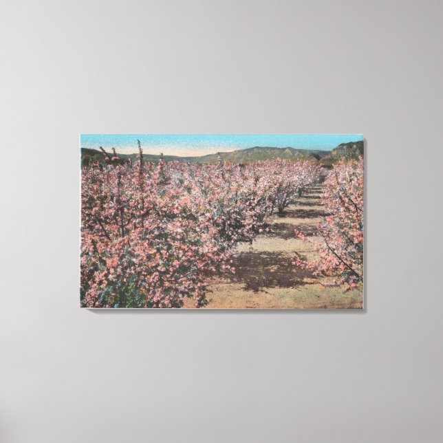 Toile Wenatchee, WAView des pommiers en fleurs (Recto)
