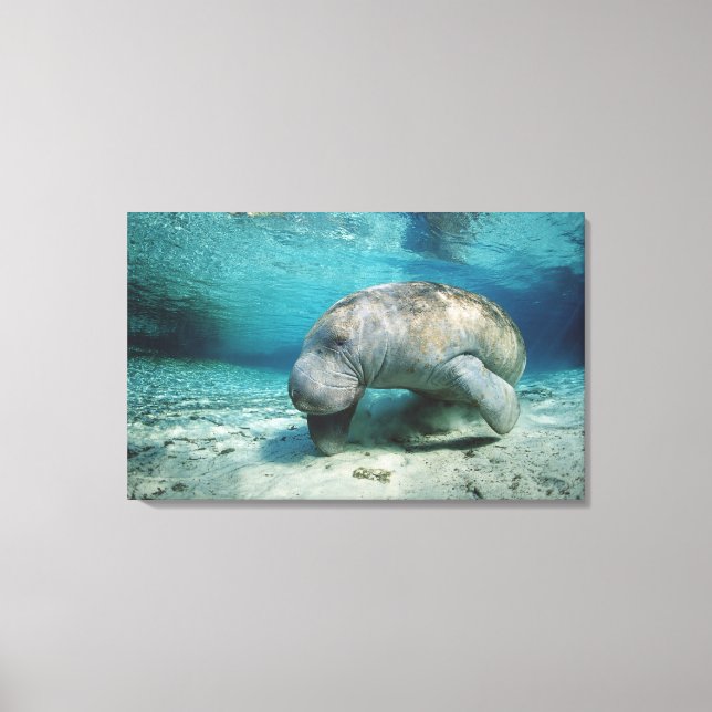 Toile West Indian Manatee (Recto)