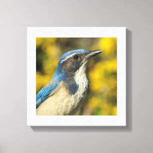 Toile Western Scrub Jay