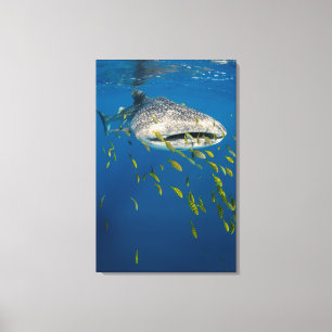Toile Whale Shark with fish, Indonésie
