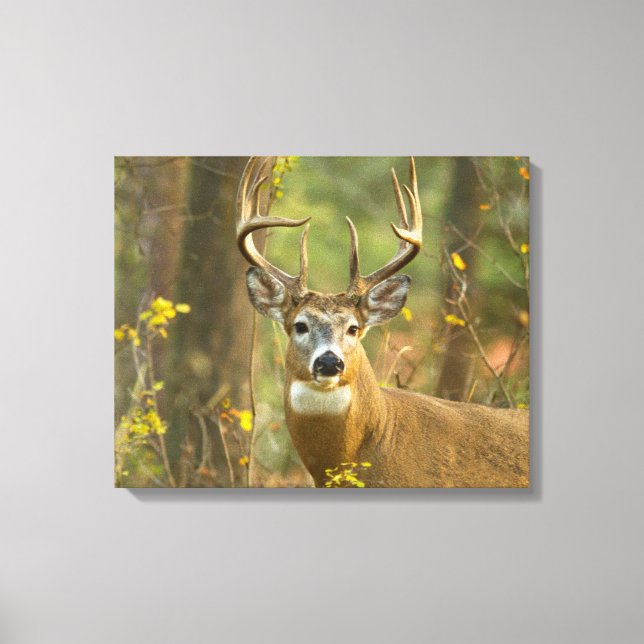 Toile Whitetail Deer Buck | Corégone, Montana (Recto)