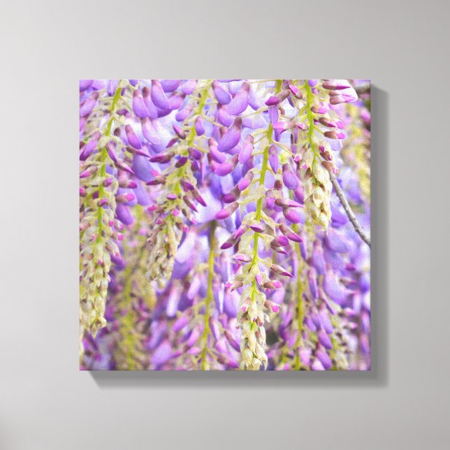 Toile Wisteria Violet Floral Blossom Tree Violet (Recto)