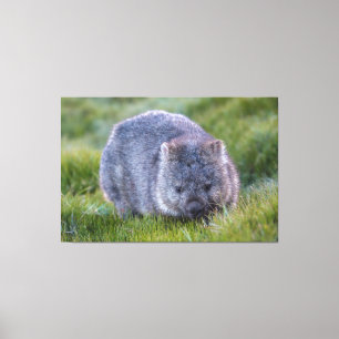 Toile Wombat Animal Wildlife Tasmania Australie Vert