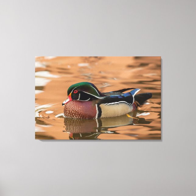 Toile Wood Duck Swimming (Recto)