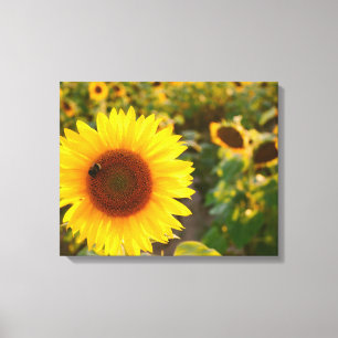 Toile Yellow Hardy Sunflower Meilleures photos de tourne