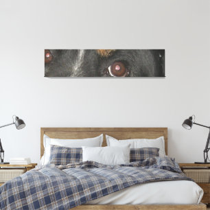 Toile Yeux bernois de chien de montagne