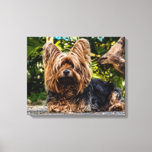 Toile Yorkshire Terrier (Recto)