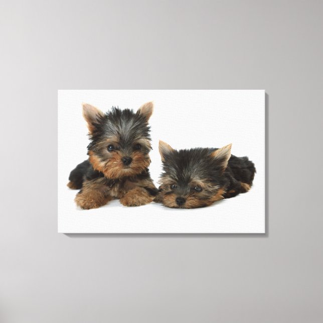 Toile Yorkshire Terrier (Recto)