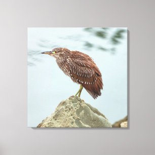 Toile Young Heron