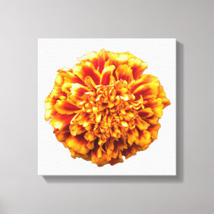 Toile Zinnia