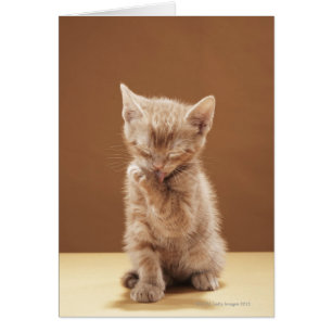 toilettage de chatte