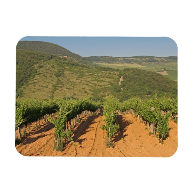 Tokaj vineyards, Hungary Magnet (Horizontal)