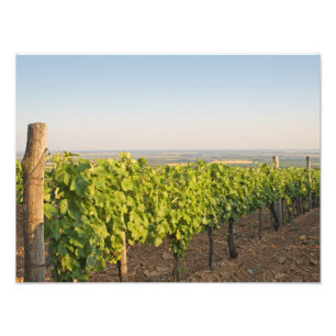 Tokaj vineyards, Hungary Photo Print