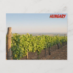 Tokaj vineyards, Hungary Postcard