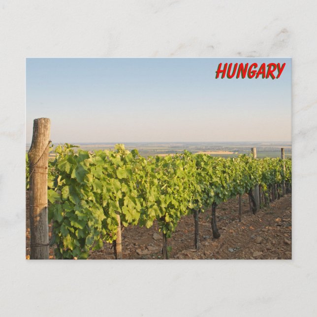 Tokaj vineyards, Hungary Postcard (Front)