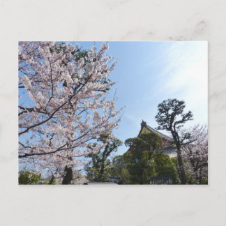 Tokyo Cherry Blossoms Sakura Postcard
