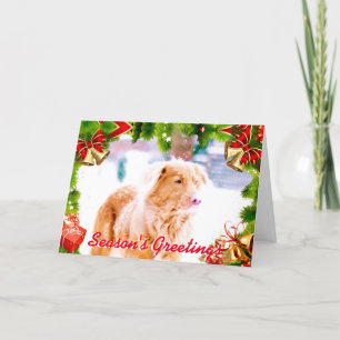 Toller retriever in the snow Christmas card