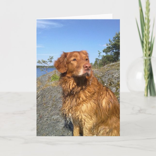 toller wet card (Front)