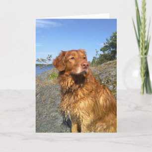 toller wet card