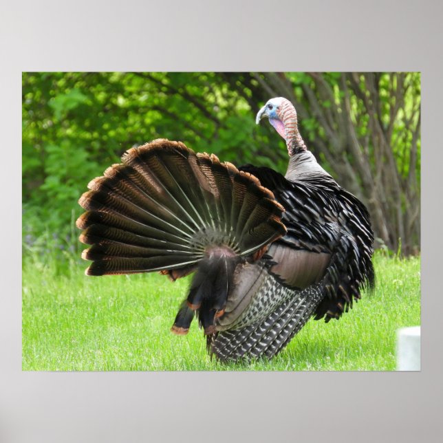 Tom Turkey Feather Display  Poster (Front)