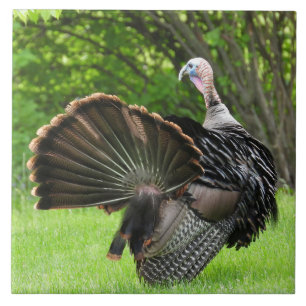 Tom Turkey Feather Display Tile