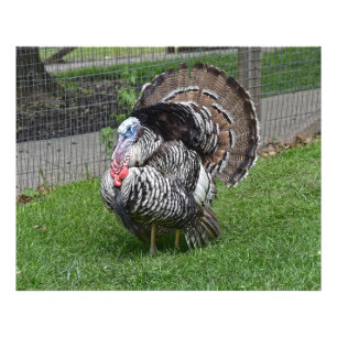 Tom Turkey Photo Print