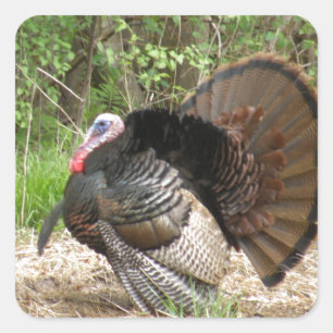 Tom Turkey Square Sticker