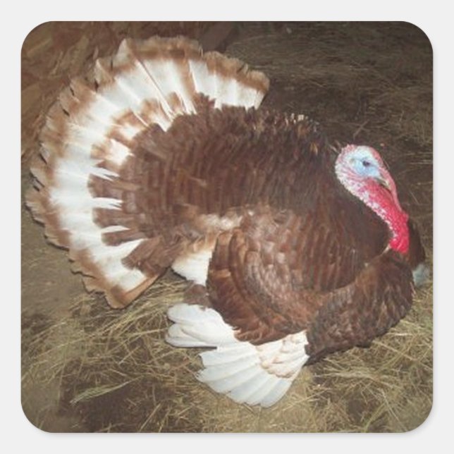 Tom Turkey Stickers (Front)