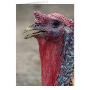 Tom Turquie