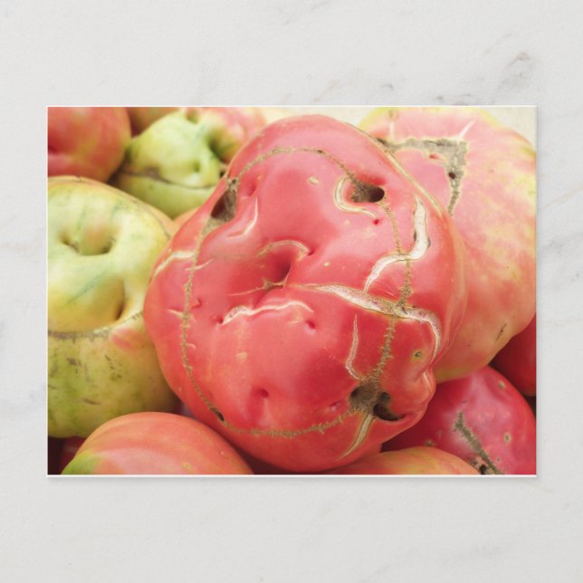 Tomato Face Postcard (Front)