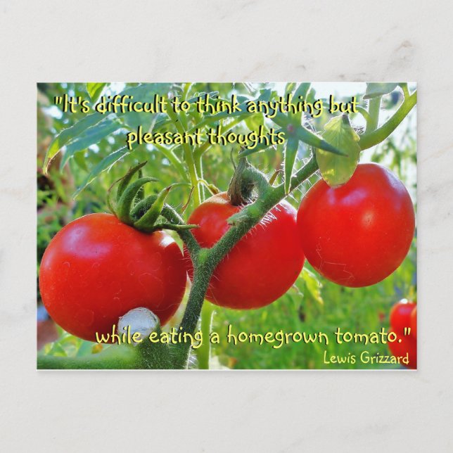 Tomato Fun Quote Postcard (Front)