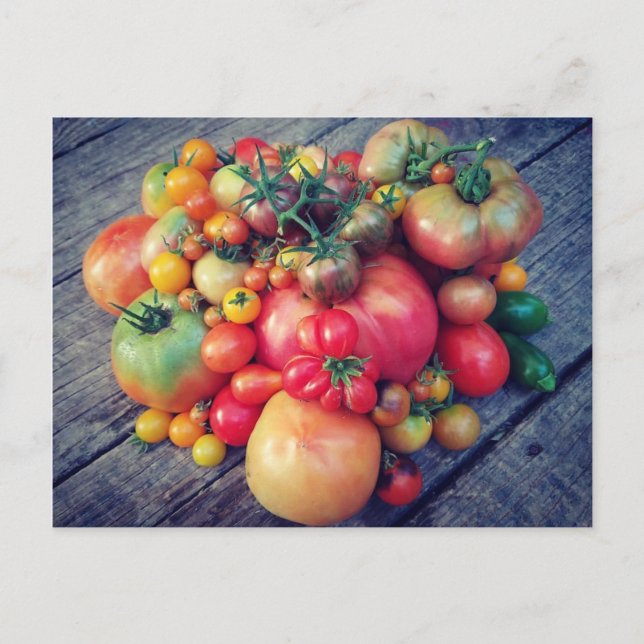 Tomato Harvest Postcard (Front)