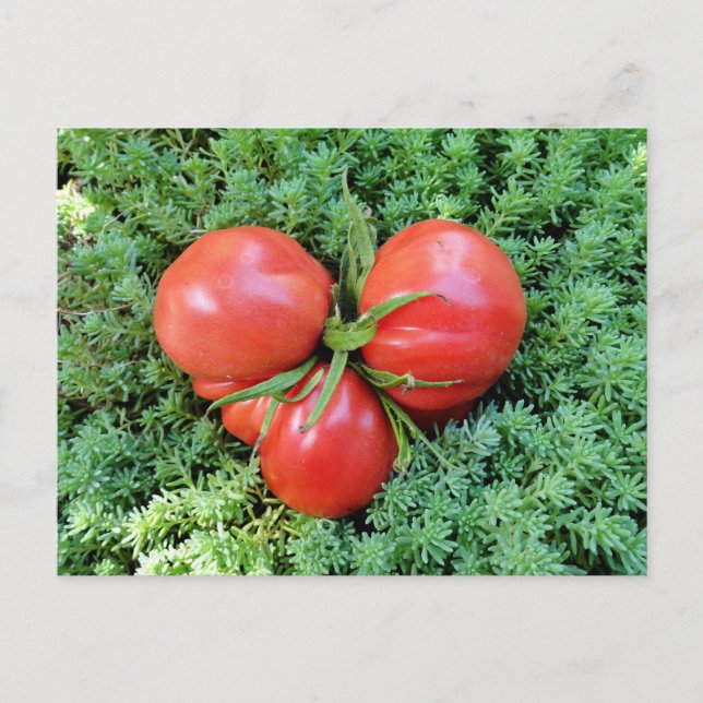 Tomato Heart Postcard (Front)