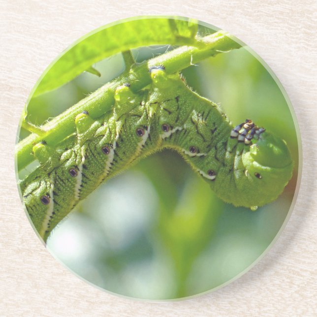 Tomato Hornworm Coaster (Front)