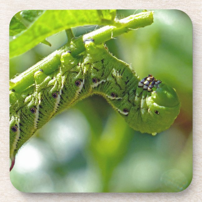 Tomato Hornworm Coaster (Front)