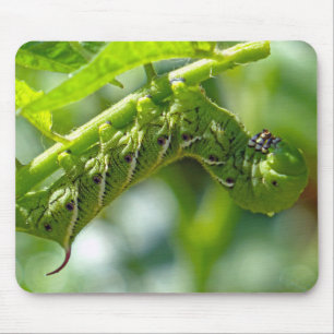 Tomato Hornworm Mouse Pad