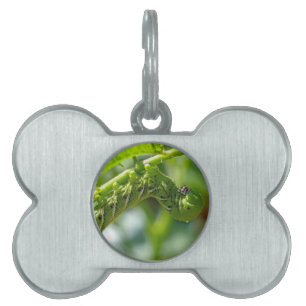 Tomato Hornworm Pet Tag