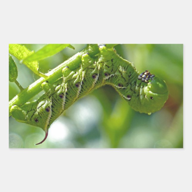 Tomato Hornworm Sticker (Front)