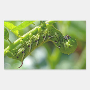 Tomato Hornworm Sticker