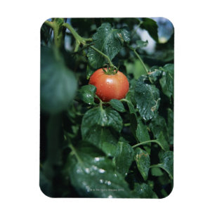 Tomato Magnet