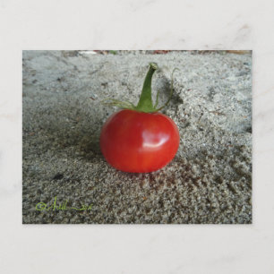 Tomato Sand Witch Postcard