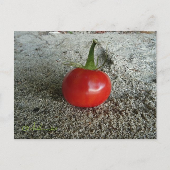 Tomato Sand Witch Postcard (Front)