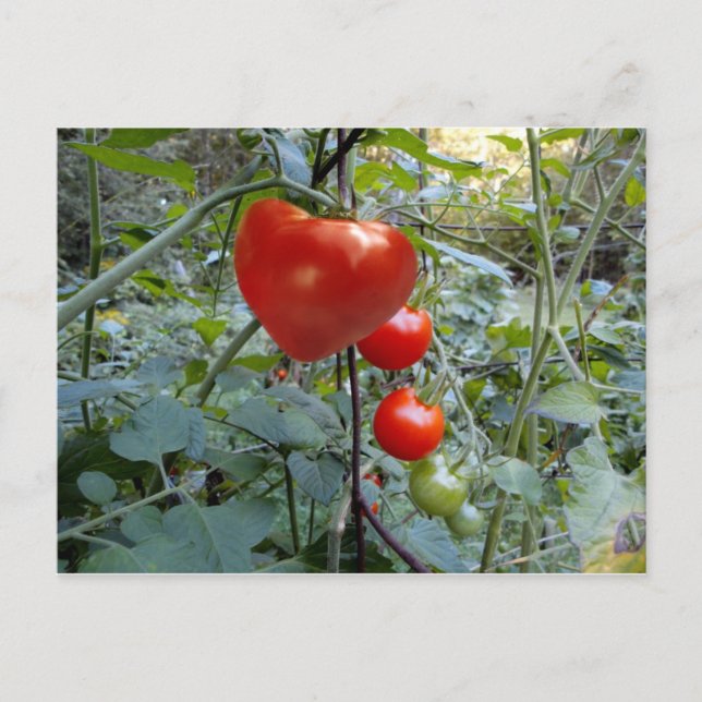 Tomato Summer in New Hampshire Postcard (Front)
