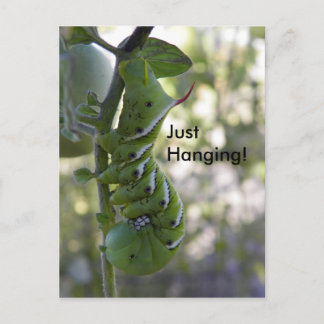tomato worm  / Caterpillar Postcard