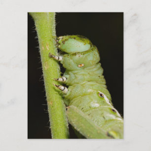 Tomato Worm Postcard