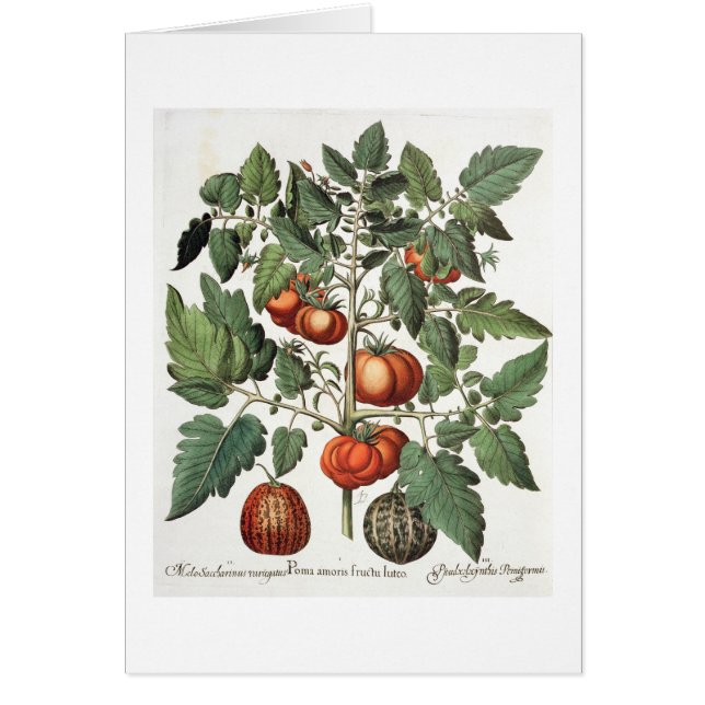 Tomatoes and Melons: 1.Poma amoris fructu luteo; 2 (Front)