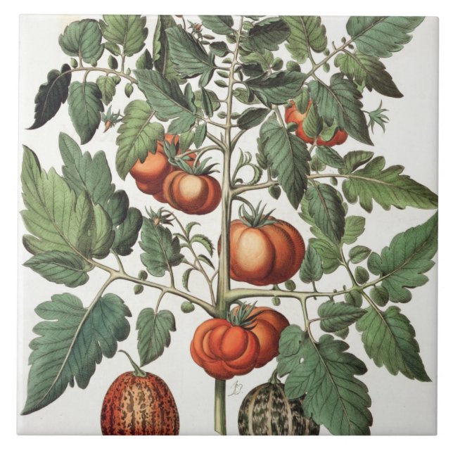Tomatoes and Melons: 1.Poma amoris fructu luteo; 2 Tile (Front)