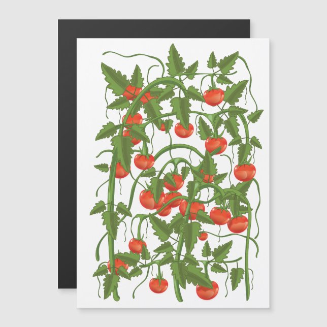 Tomatoes Pattern (Front/Back)