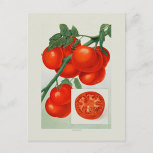 Tomatoes Postcard